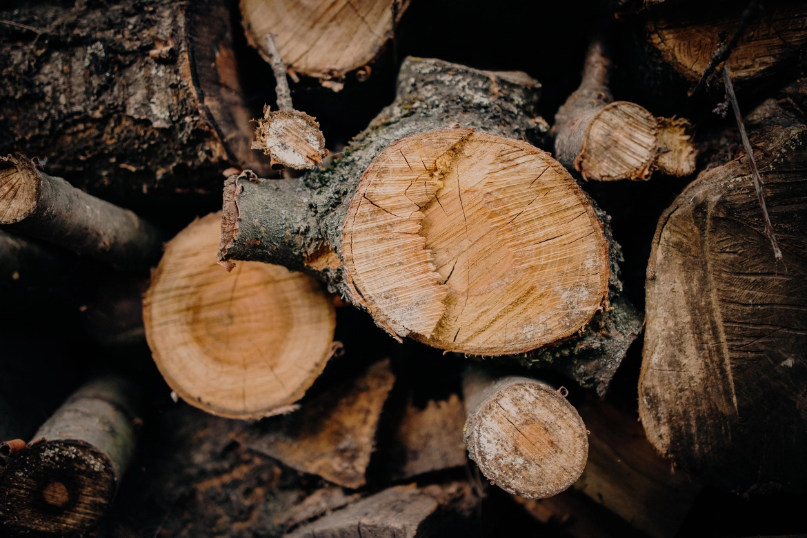 Wiele osób próbuje kupić drewno na zimę u leśniczych